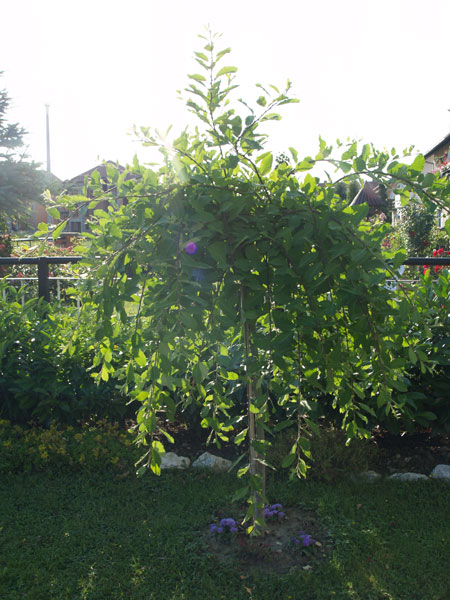 Salix caprea - Pendula