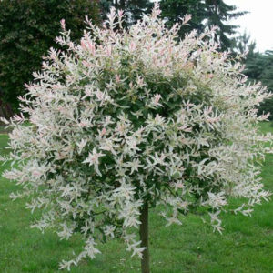 Salix integra - Hakuro Nishiki