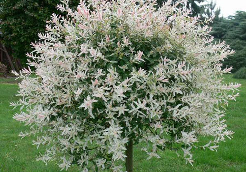 Salix integra - Hakuro Nishiki