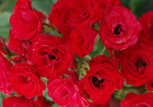 Scarlet Meillandecor