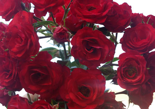 Scarlet Meillandecor