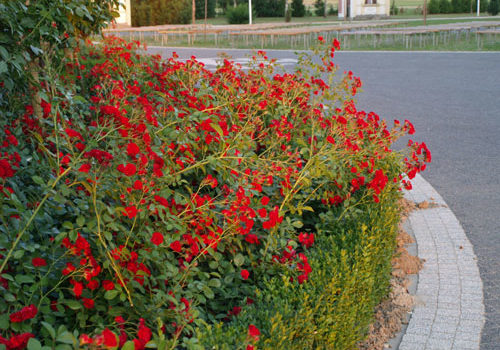 Scarlet Meillandecor