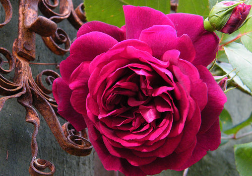 Tess of the d'Urbervilles