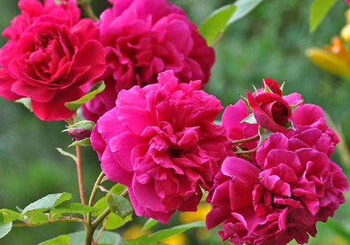 Tess of the d'Urbervilles