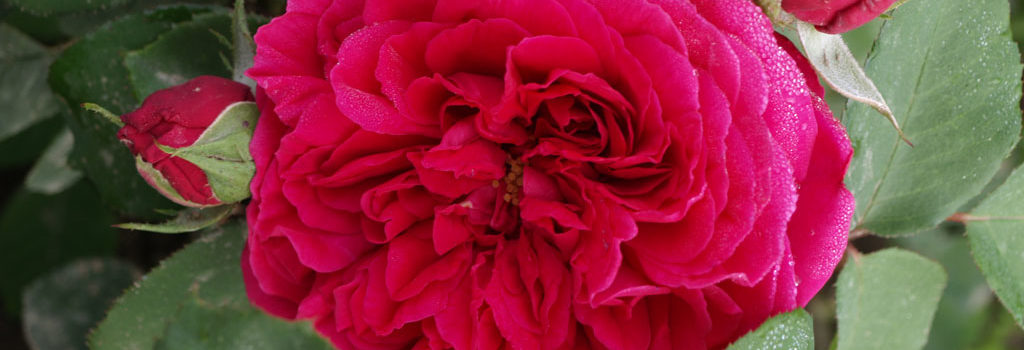 Tess of the d'Urbervilles