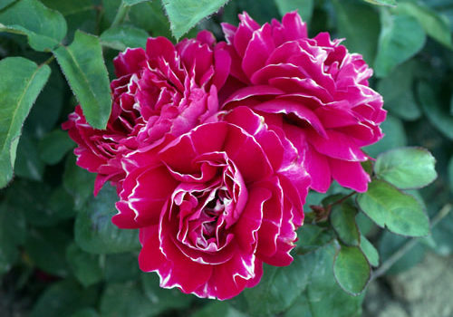 Baron Girod de l'Ain