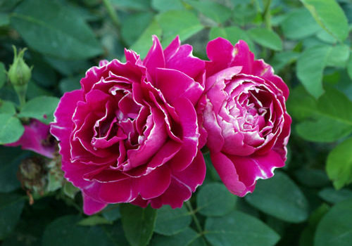 Baron Girod de l'Ain