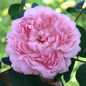Jacques Cartier
