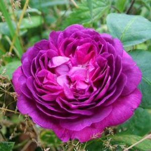 Reine des Violettes