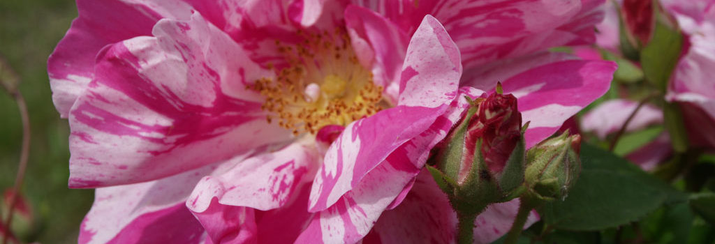 Rosa Mundi