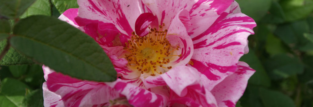 Rosa Mundi