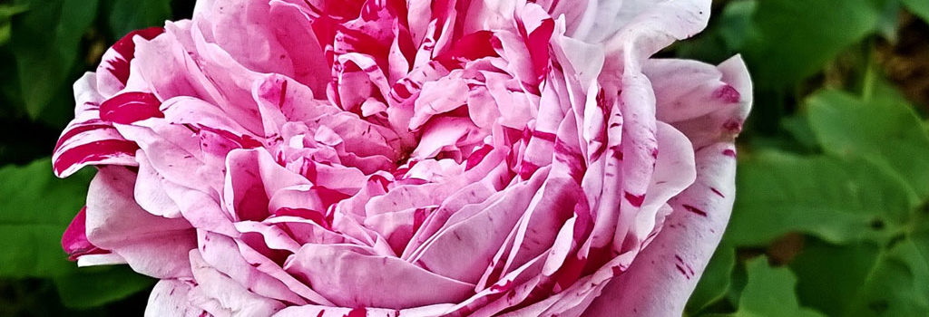 Variegata di Bologna