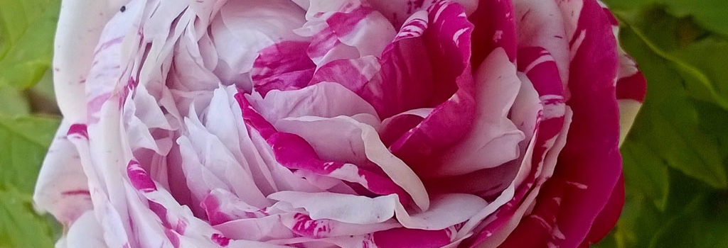 Variegata di Bologna