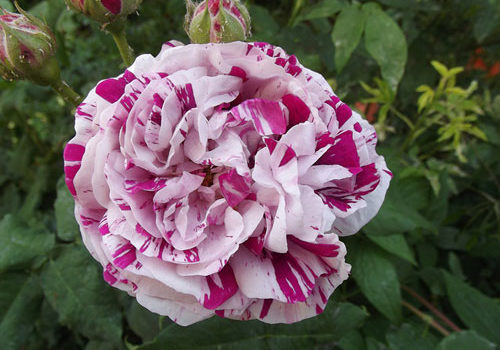 Variegata di Bologna