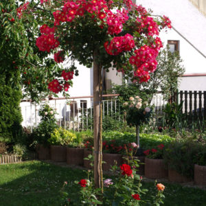 Candia Meillandecor