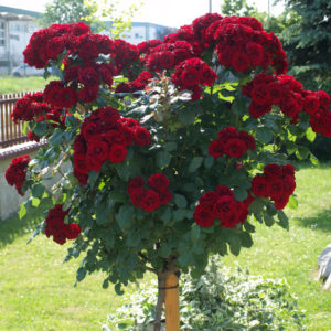 Lavaglut