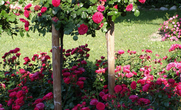 Red Leonardo da Vinci