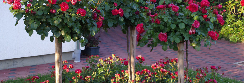 Red Leonardo da Vinci