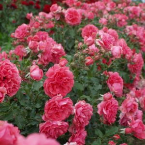 Rosarium Uetersen