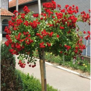 Scarlet Meillandecor