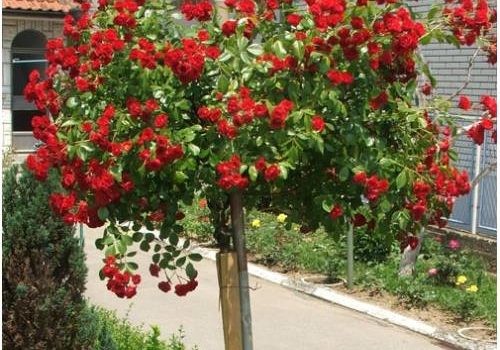 Scarlet Meillandecor