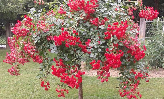 Scarlet Meillandecor