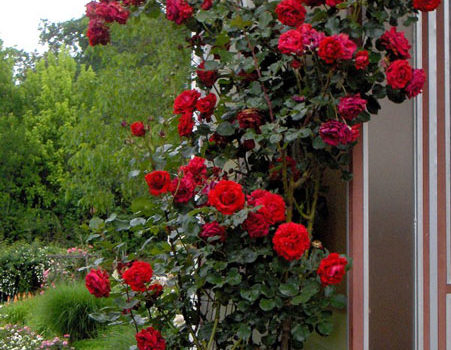 Penjačice tipa climber