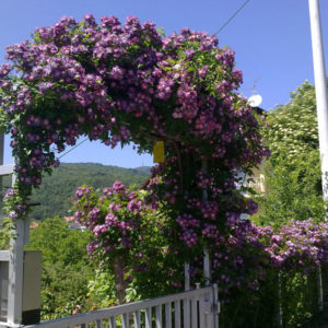 Penjačice tipa rambler