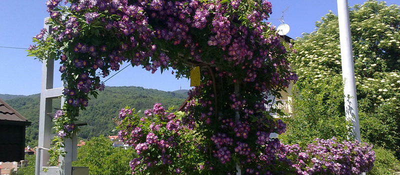 Penjačice tipa rambler