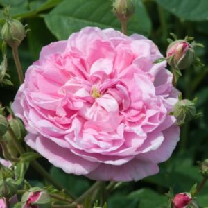 Ispahan