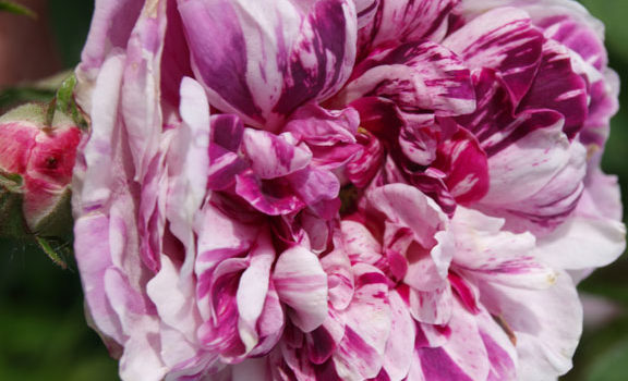 Tricolore de Flandre