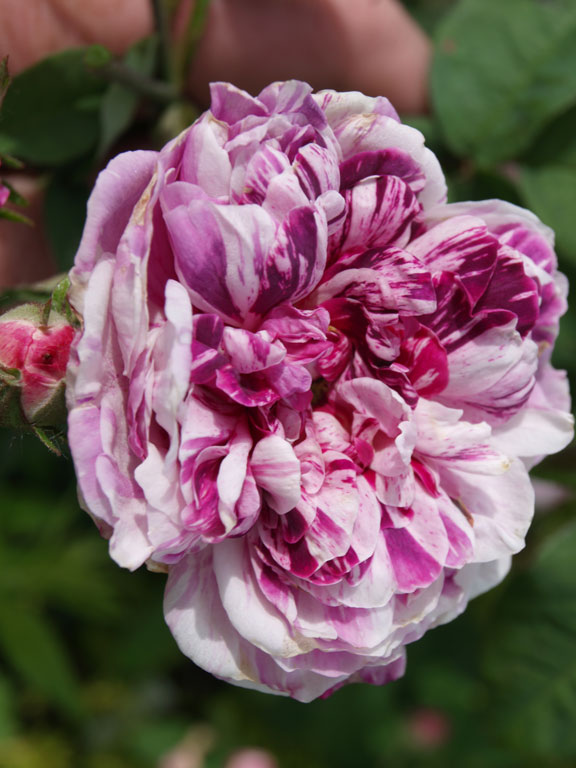 Tricolore de Flandre