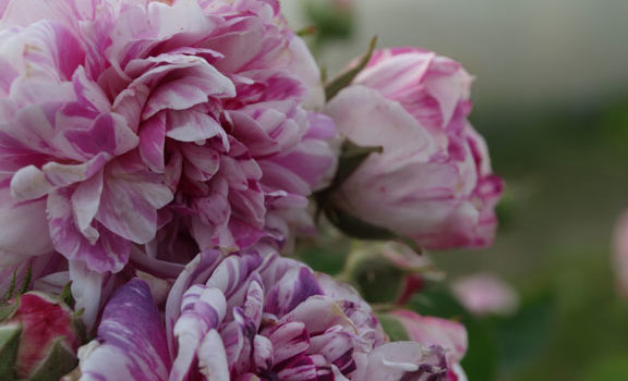 Tricolore de Flandre