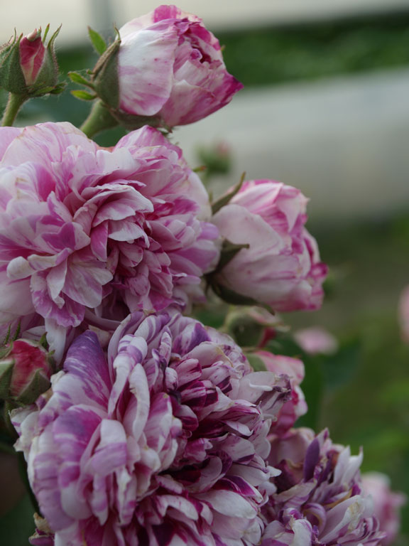 Tricolore de Flandre
