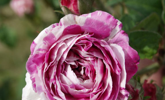 Tricolore de Flandre