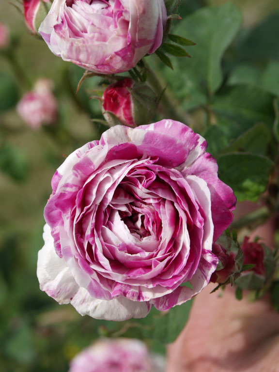 Tricolore de Flandre