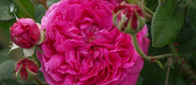Wretham Rose