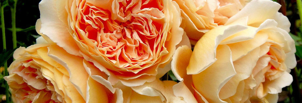 Crown Princess Margareta