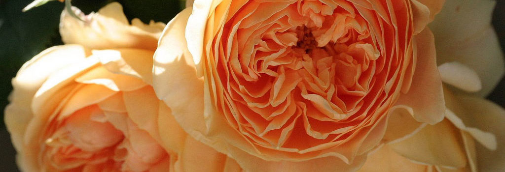 Crown Princess Margareta