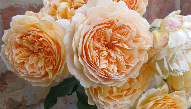 Crown Princess Margareta