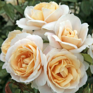 Lions Rose