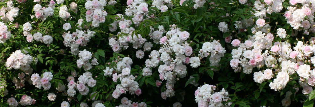 Paul's Himalayan Musk
