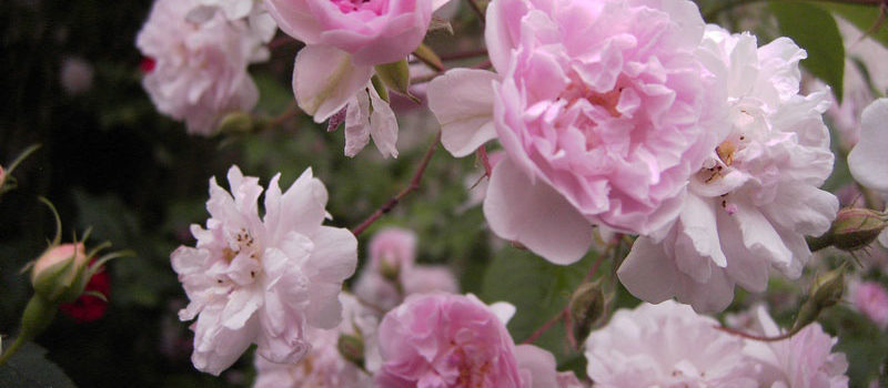 Paul's Himalayan Musk