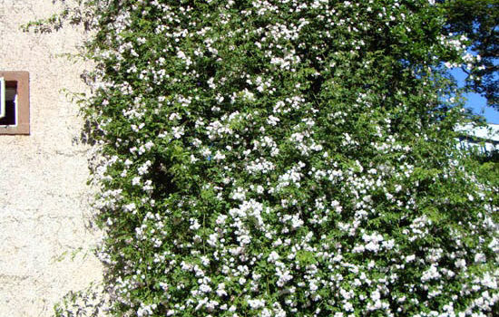 Paul's Himalayan Musk