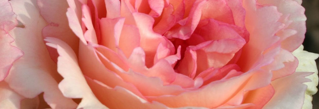 Souvenir de Baden-Baden