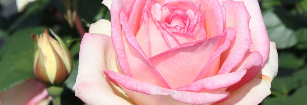 Souvenir de Baden-Baden