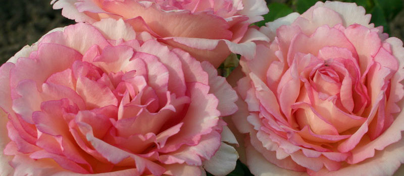 Souvenir de Baden-Baden