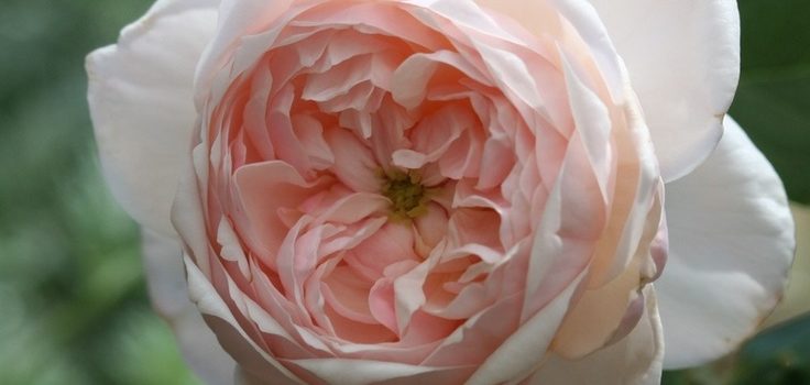 Comtesse de Rocquigny