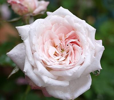 Comtesse de Rocquigny