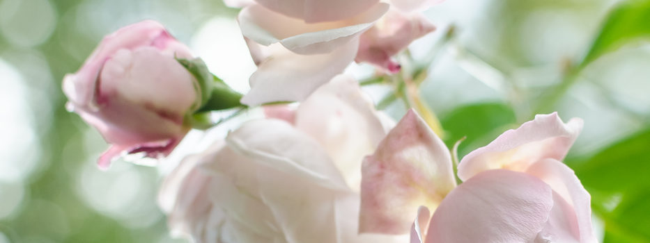 Comtesse de Rocquigny